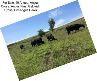 For Sale: 40 Angus, Angus Cross, Angus Plus, Gelbvieh Cross, SimAngus Cows