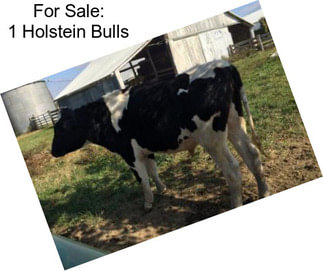 For Sale: 1 Holstein Bulls