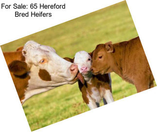 For Sale: 65 Hereford Bred Heifers