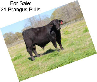For Sale: 21 Brangus Bulls