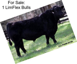 For Sale: 1 LimFlex Bulls