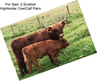 For Sale: 2 Scottish Highlander Cow/Calf Pairs