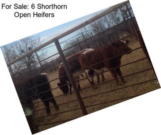 For Sale: 6 Shorthorn Open Heifers