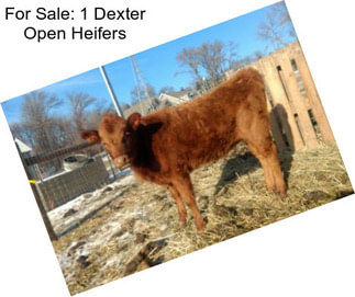 For Sale: 1 Dexter Open Heifers