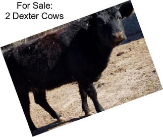 For Sale: 2 Dexter Cows