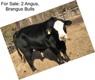 For Sale: 2 Angus, Brangus Bulls