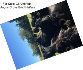 For Sale: 22 Amerifax, Angus Cross Bred Heifers