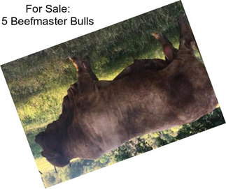 For Sale: 5 Beefmaster Bulls