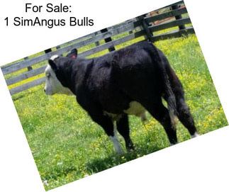 For Sale: 1 SimAngus Bulls