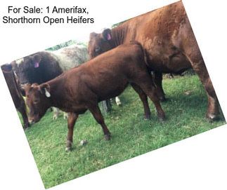For Sale: 1 Amerifax, Shorthorn Open Heifers
