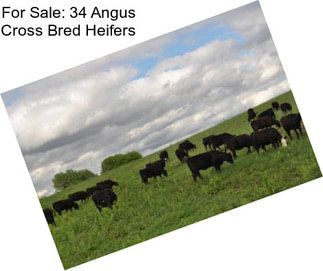 For Sale: 34 Angus Cross Bred Heifers