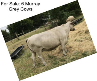 For Sale: 6 Murray Grey Cows