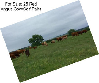 For Sale: 25 Red Angus Cow/Calf Pairs