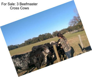 For Sale: 3 Beefmaster Cross Cows