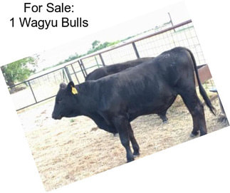 For Sale: 1 Wagyu Bulls