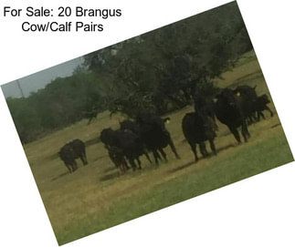 For Sale: 20 Brangus Cow/Calf Pairs