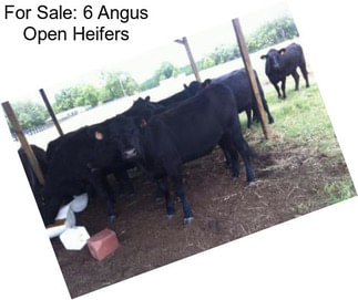 For Sale: 6 Angus Open Heifers