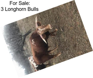 For Sale: 3 Longhorn Bulls