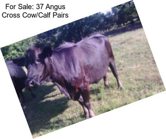 For Sale: 37 Angus Cross Cow/Calf Pairs