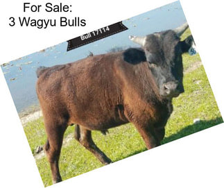 For Sale: 3 Wagyu Bulls