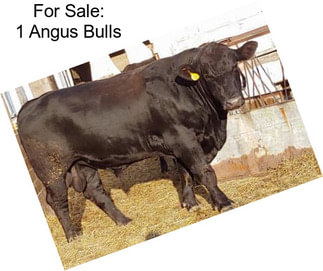 For Sale: 1 Angus Bulls