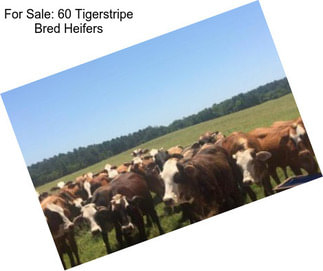 For Sale: 60 Tigerstripe Bred Heifers