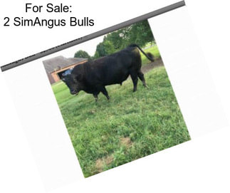 For Sale: 2 SimAngus Bulls