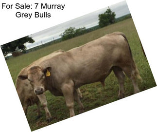 For Sale: 7 Murray Grey Bulls