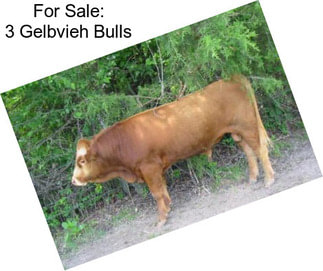 For Sale: 3 Gelbvieh Bulls