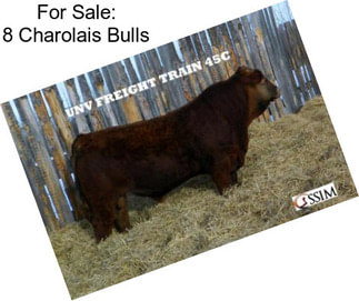 For Sale: 8 Charolais Bulls