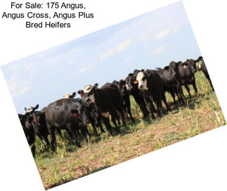 For Sale: 175 Angus, Angus Cross, Angus Plus Bred Heifers