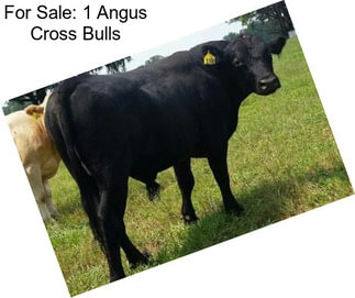 For Sale: 1 Angus Cross Bulls