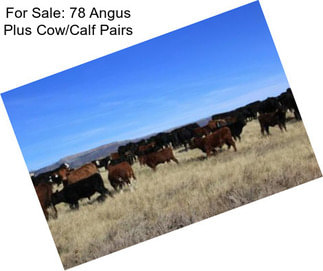 For Sale: 78 Angus Plus Cow/Calf Pairs