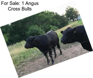 For Sale: 1 Angus Cross Bulls