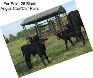For Sale: 26 Black Angus Cow/Calf Pairs