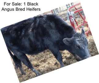 For Sale: 1 Black Angus Bred Heifers