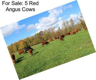 For Sale: 5 Red Angus Cows