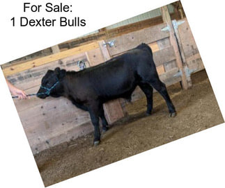 For Sale: 1 Dexter Bulls