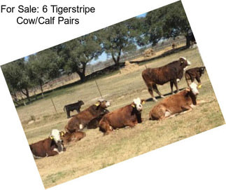 For Sale: 6 Tigerstripe Cow/Calf Pairs