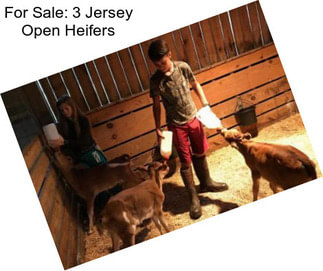 For Sale: 3 Jersey Open Heifers