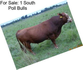 For Sale: 1 South Poll Bulls
