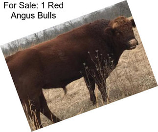 For Sale: 1 Red Angus Bulls