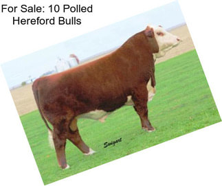 For Sale: 10 Polled Hereford Bulls