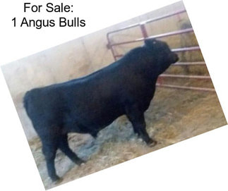 For Sale: 1 Angus Bulls