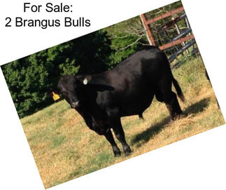 For Sale: 2 Brangus Bulls