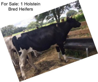 For Sale: 1 Holstein Bred Heifers