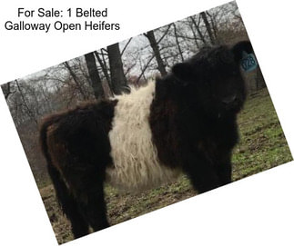 For Sale: 1 Belted Galloway Open Heifers