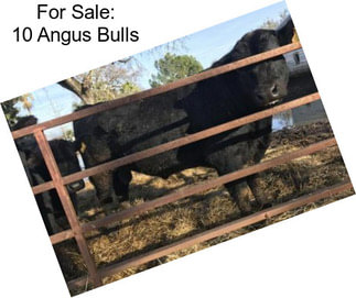 For Sale: 10 Angus Bulls