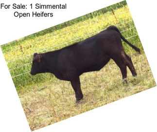 For Sale: 1 Simmental Open Heifers