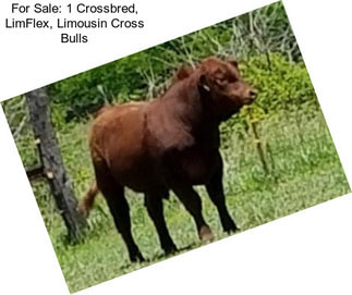 For Sale: 1 Crossbred, LimFlex, Limousin Cross Bulls